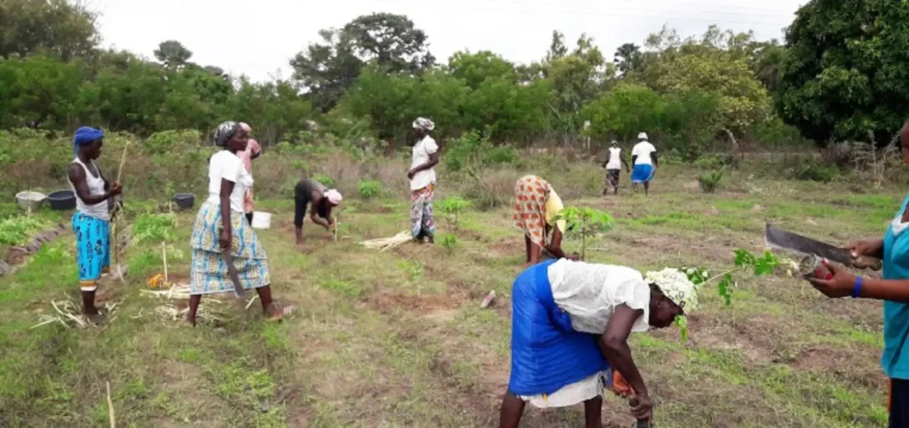 The Moringa Tea Project